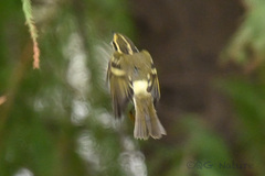 Phylloscopus proregulus