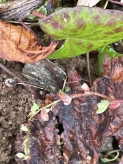 Fallopia convolvulus