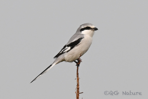Chinese Grey Shrike (Lanius sphenocercus), photo 6