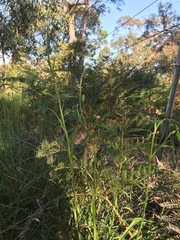 Arthropodium strictum