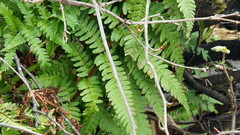 Dryopteris