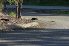 Corvus mellori