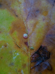 Neuroterus quercusbaccarum