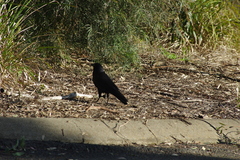 Corvus mellori