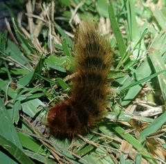 Phyllalia patens