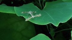 Stenodacma pyrrhodes