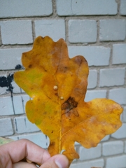 Neuroterus quercusbaccarum