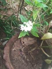 Pentas lanceolata