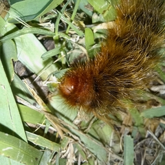 Phyllalia patens