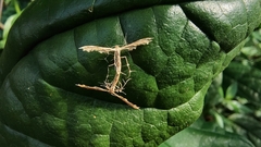 Stenodacma pyrrhodes