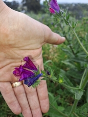 Echium plantagineum