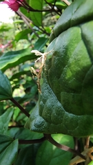 Stenodacma pyrrhodes