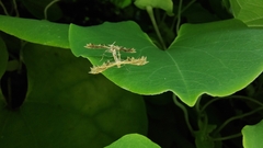 Stenodacma pyrrhodes