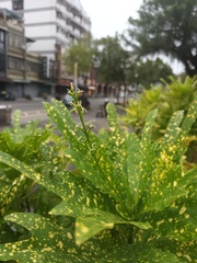 Codiaeum variegatum pictum