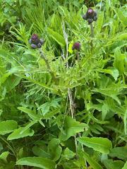 Cirsium rivulare