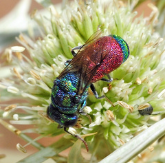 Pseudochrysis humboldti