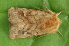 Eriopygodes imbecilla