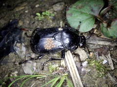 Nicrophorus concolor