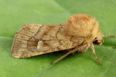 Eriopygodes imbecilla