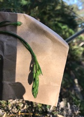 Arthropodium strictum