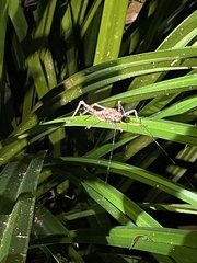 Phricta spinosa