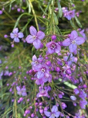 Boronia