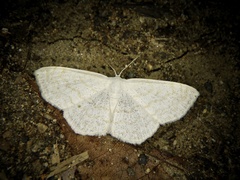 Scopula apicipunctata