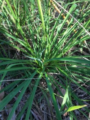 Arthropodium strictum