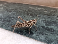 Cyrtacanthacris tatarica