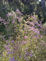 Boronia