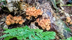 Kuehneromyces mutabilis