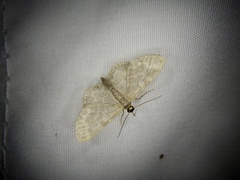 Idaea remissa