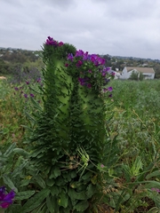 Echium plantagineum