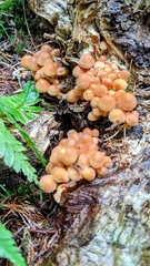 Kuehneromyces mutabilis
