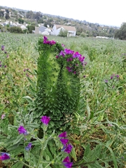 Echium plantagineum
