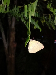 Catopsilia pomona