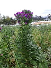 Echium plantagineum