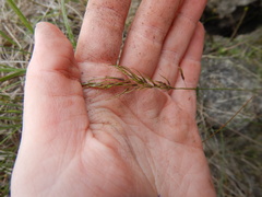 Poa alpigena