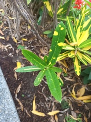 Codiaeum variegatum pictum