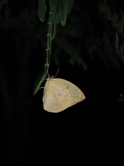 Catopsilia pomona