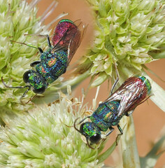 Pseudochrysis humboldti