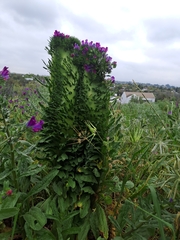 Echium plantagineum