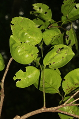 Citronella