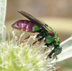 Parnopes grandior
