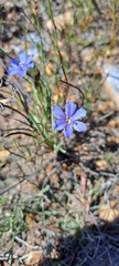 Aristea africana