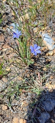 Aristea africana
