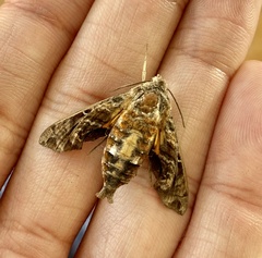 Neogurelca himachala