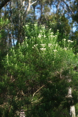 Cassinia longifolia