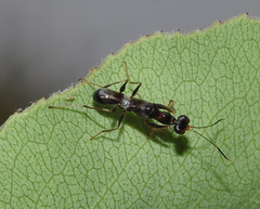 Neodryinus typhlocybae