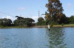 Phalacrocorax varius varius